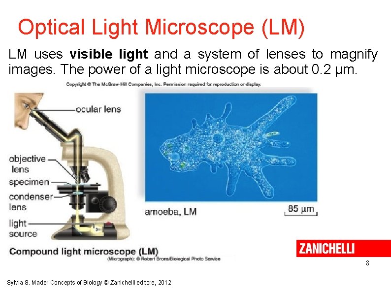 Optical Light Microscope (LM) LM uses visible light and a system of lenses to