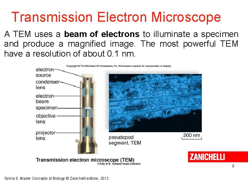 Transmission Electron Microscope A TEM uses a beam of electrons to illuminate a specimen