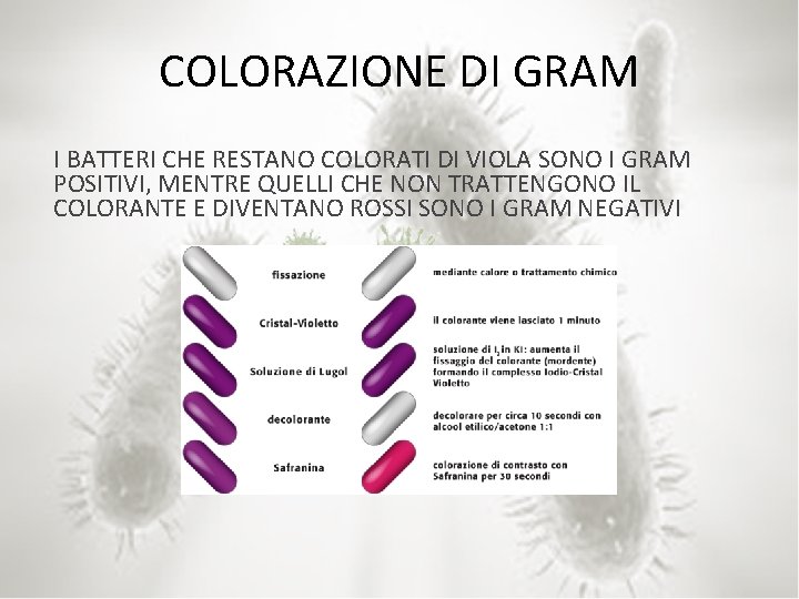 COLORAZIONE DI GRAM I BATTERI CHE RESTANO COLORATI DI VIOLA SONO I GRAM POSITIVI,