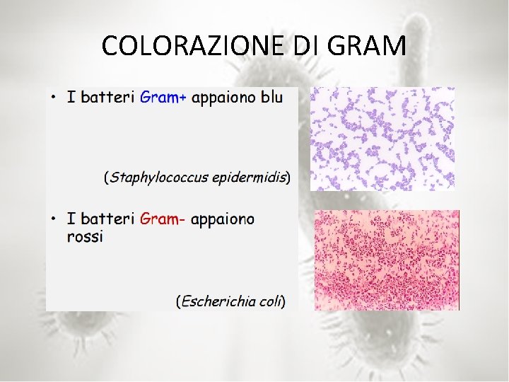 COLORAZIONE DI GRAM 