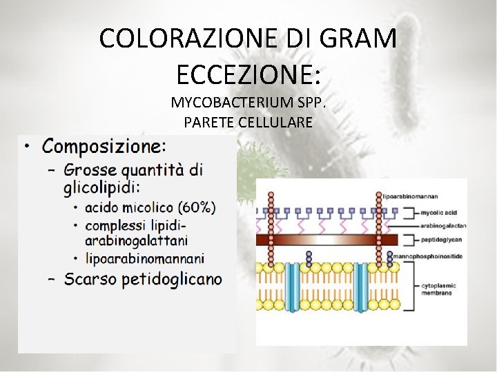 COLORAZIONE DI GRAM ECCEZIONE: MYCOBACTERIUM SPP. PARETE CELLULARE 
