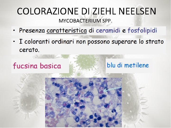  COLORAZIONE DI ZIEHL NEELSEN MYCOBACTERIUM SPP. 