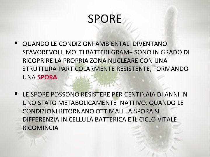 SPORE § QUANDO LE CONDIZIONI AMBIENTALI DIVENTANO SFAVOREVOLI, MOLTI BATTERI GRAM+ SONO IN GRADO