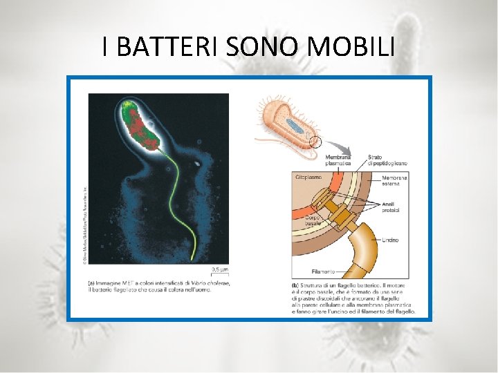 I BATTERI SONO MOBILI 