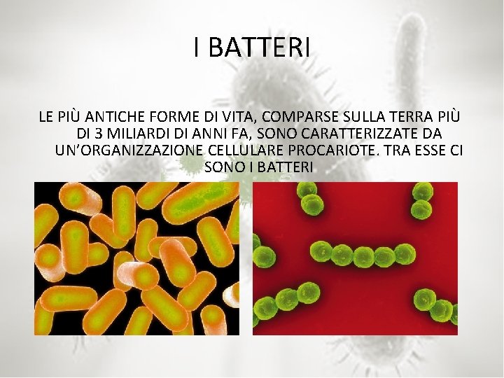 I BATTERI LE PIÙ ANTICHE FORME DI VITA, COMPARSE SULLA TERRA PIÙ DI 3