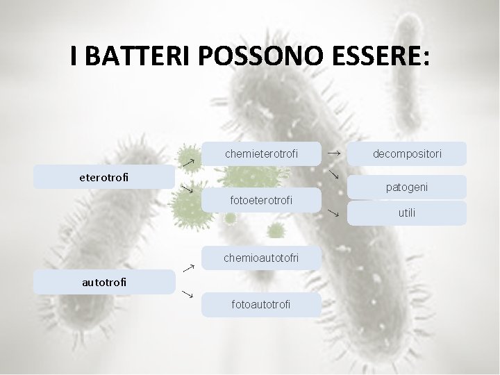I BATTERI POSSONO ESSERE: eterotrofi → → chemieterotrofi autotrofi decompositori patogeni fotoeterotrofi → →