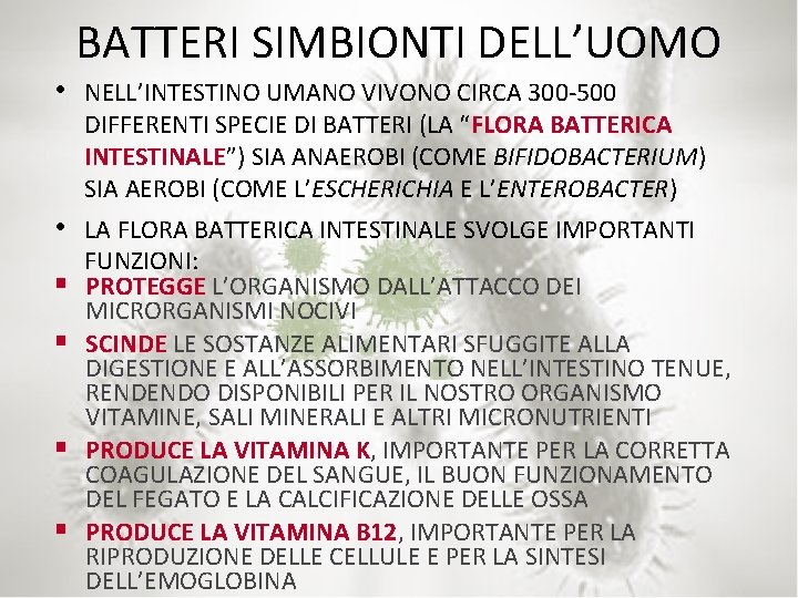 BATTERI SIMBIONTI DELL’UOMO • NELL’INTESTINO UMANO VIVONO CIRCA 300 -500 DIFFERENTI SPECIE DI BATTERI