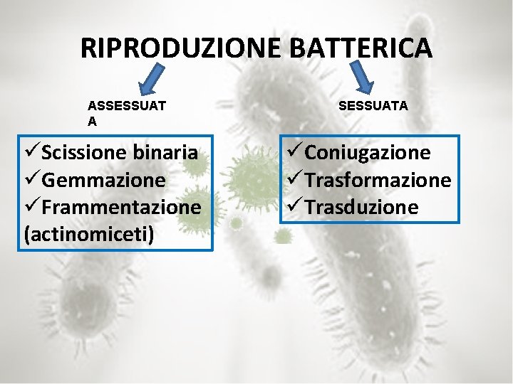 RIPRODUZIONE BATTERICA ASSESSUAT A üScissione binaria üGemmazione üFrammentazione (actinomiceti) SESSUATA üConiugazione üTrasformazione üTrasduzione 