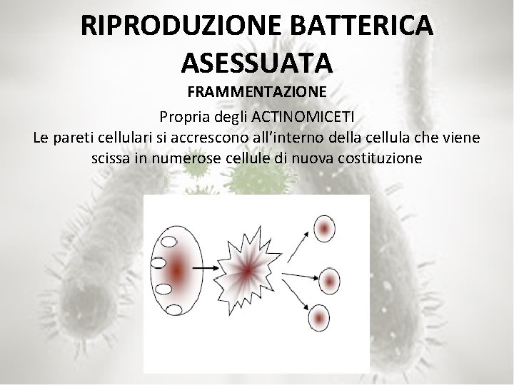 RIPRODUZIONE BATTERICA ASESSUATA FRAMMENTAZIONE Propria degli ACTINOMICETI Le pareti cellulari si accrescono all’interno della