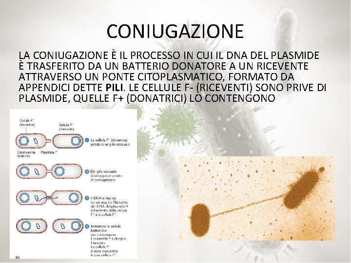 CONIUGAZIONE LA CONIUGAZIONE È IL PROCESSO IN CUI IL DNA DEL PLASMIDE È TRASFERITO