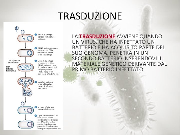 TRASDUZIONE LA TRASDUZIONE AVVIENE QUANDO UN VIRUS, CHE HA INFETTATO UN BATTERIO E HA