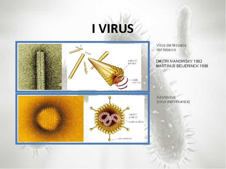 I VIRUS Virus del Mosaico del tabacco DMITRI IVANOWSKY 1892 MARTINUS BEIJERINCK 1898 Adenovirus