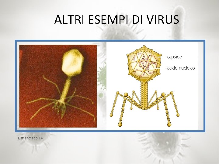 ALTRI ESEMPI DI VIRUS Batteriofago T 4 