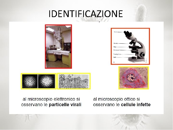 IDENTIFICAZIONE 