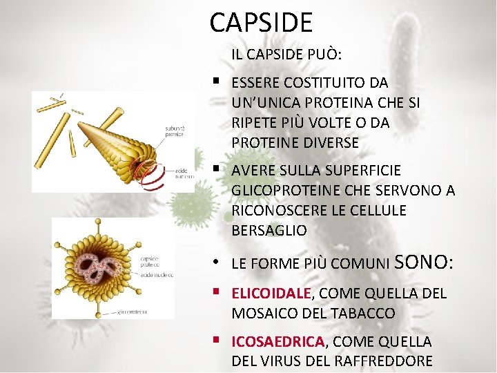 CAPSIDE IL CAPSIDE PUÒ: § ESSERE COSTITUITO DA UN’UNICA PROTEINA CHE SI RIPETE PIÙ