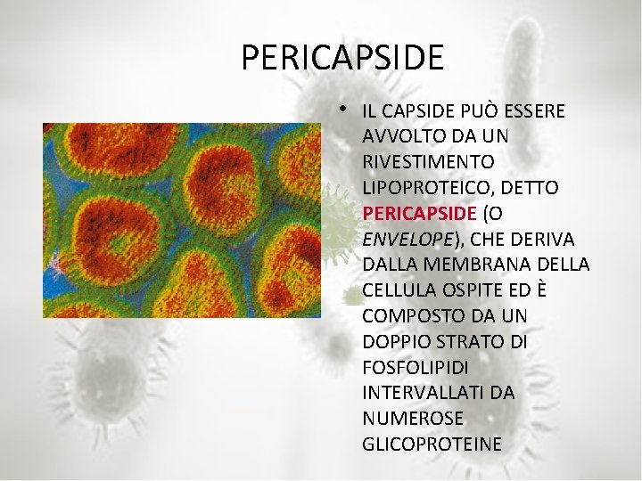 PERICAPSIDE • IL CAPSIDE PUÒ ESSERE AVVOLTO DA UN RIVESTIMENTO LIPOPROTEICO, DETTO PERICAPSIDE (O