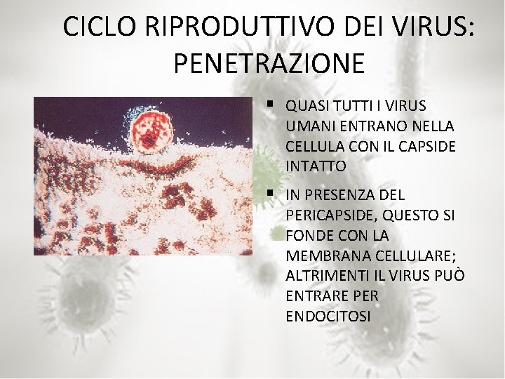 CICLO RIPRODUTTIVO DEI VIRUS: PENETRAZIONE § QUASI TUTTI I VIRUS UMANI ENTRANO NELLA CELLULA