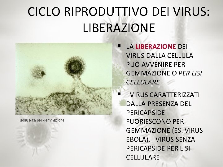 CICLO RIPRODUTTIVO DEI VIRUS: LIBERAZIONE § LA LIBERAZIONE DEI VIRUS DALLA CELLULA PUÒ AVVENIRE