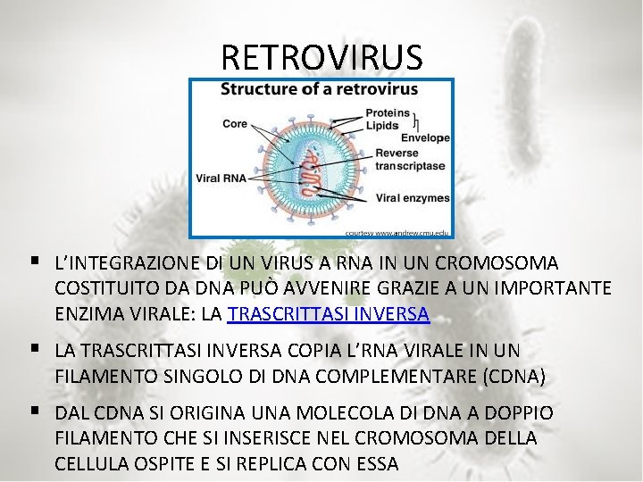 RETROVIRUS § L’INTEGRAZIONE DI UN VIRUS A RNA IN UN CROMOSOMA COSTITUITO DA DNA