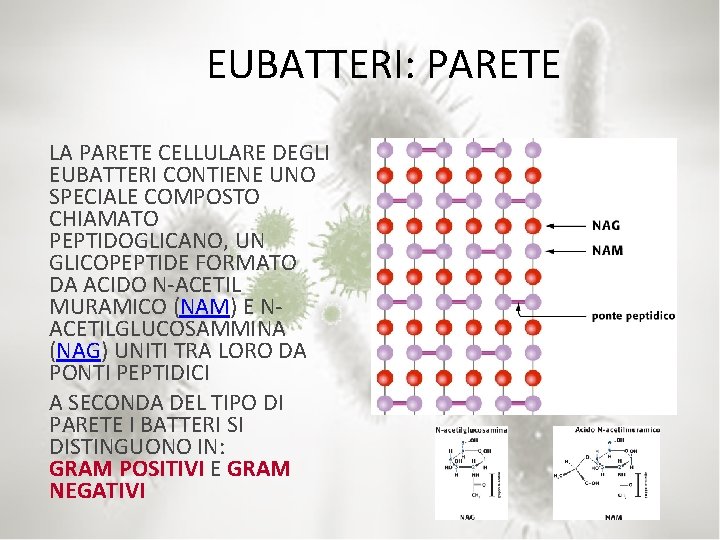 EUBATTERI: PARETE LA PARETE CELLULARE DEGLI EUBATTERI CONTIENE UNO SPECIALE COMPOSTO CHIAMATO PEPTIDOGLICANO, UN