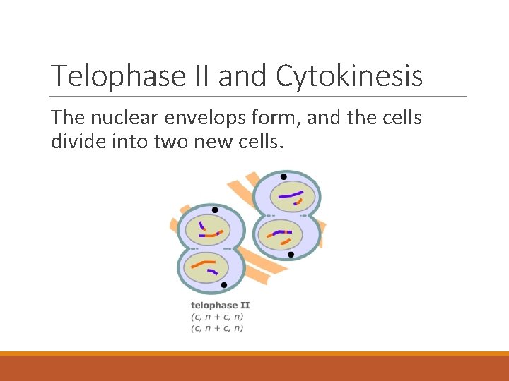 Telophase II and Cytokinesis The nuclear envelops form, and the cells divide into two