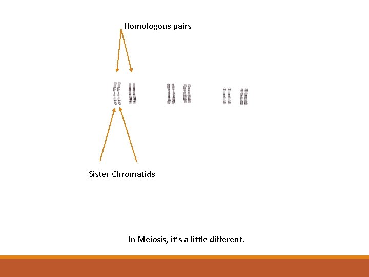 Homologous pairs Sister Chromatids In Meiosis, it’s a little different. 