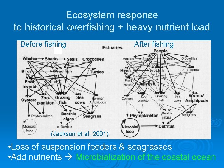 Ecosystem response to historical overfishing + heavy nutrient load Before fishing After fishing (Jackson