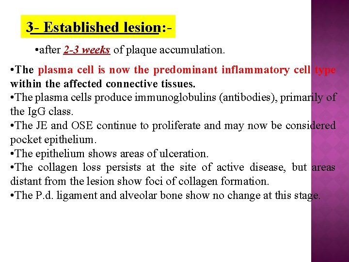 3 - Established lesion: • after 2 -3 weeks of plaque accumulation. • The