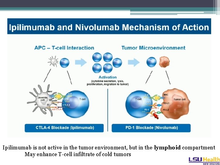Ipilimumab is not active in the tumor environment, but in the lymphoid compartment May