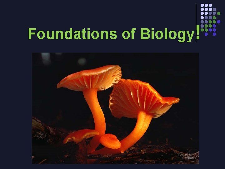 Foundations of Biology! 