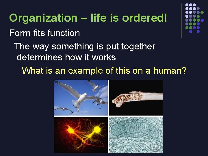 Organization – life is ordered! Form fits function The way something is put together