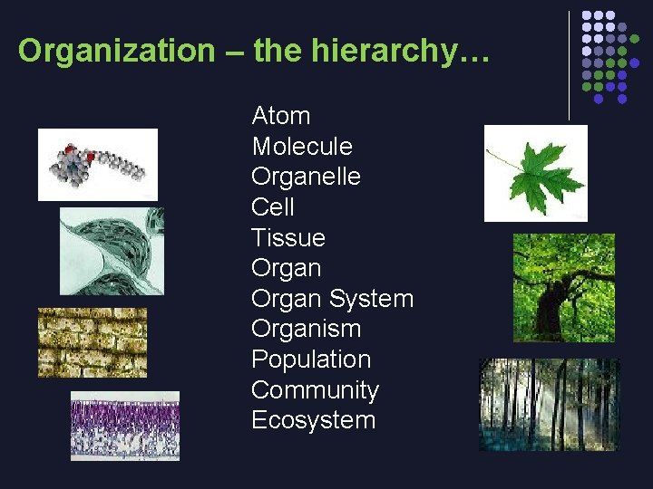 Organization – the hierarchy… Atom Molecule Organelle Cell Tissue Organ System Organism Population Community
