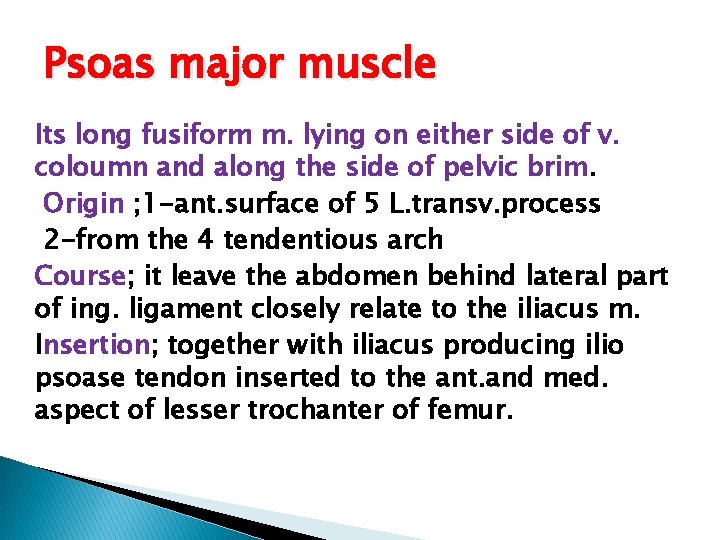 Psoas major muscle Its long fusiform m. lying on either side of v. coloumn