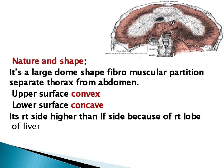 Nature and shape; It’s a large dome shape fibro muscular partition separate thorax from