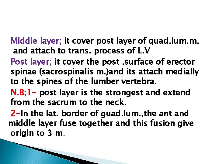 Middle layer; it cover post layer of quad. lum. m. and attach to trans.