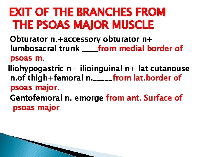 EXIT OF THE BRANCHES FROM THE PSOAS MAJOR MUSCLE Obturator n. +accessory obturator n+