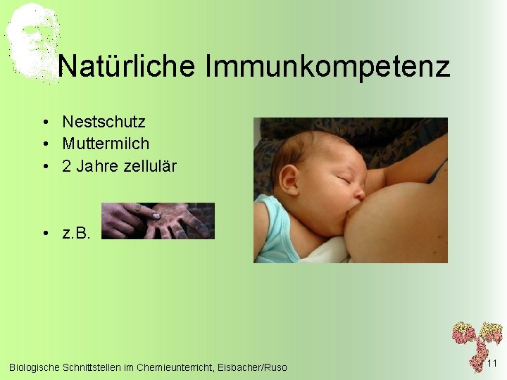 Natürliche Immunkompetenz • Nestschutz • Muttermilch • 2 Jahre zellulär • z. B. Biologische