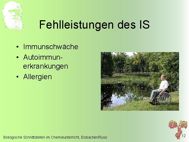 Fehlleistungen des IS • Immunschwäche • Autoimmunerkrankungen • Allergien Biologische Schnittstellen im Chemieunterricht, Eisbacher/Ruso
