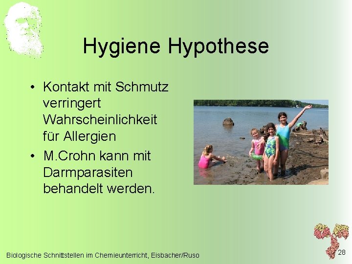 Hygiene Hypothese • Kontakt mit Schmutz verringert Wahrscheinlichkeit für Allergien • M. Crohn kann