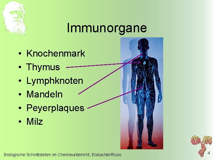 Immunorgane • • • Knochenmark Thymus Lymphknoten Mandeln Peyerplaques Milz Biologische Schnittstellen im Chemieunterricht,