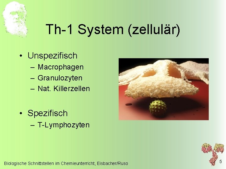 Th-1 System (zellulär) • Unspezifisch – Macrophagen – Granulozyten – Nat. Killerzellen • Spezifisch