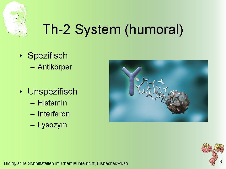 Th-2 System (humoral) • Spezifisch – Antikörper • Unspezifisch – Histamin – Interferon –
