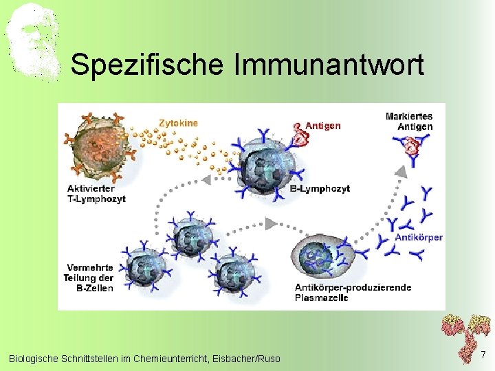 Spezifische Immunantwort Biologische Schnittstellen im Chemieunterricht, Eisbacher/Ruso 7 