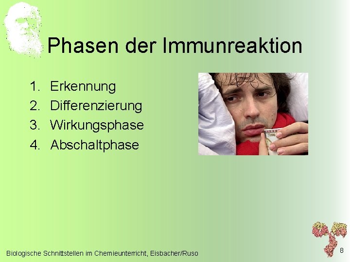 Phasen der Immunreaktion 1. 2. 3. 4. Erkennung Differenzierung Wirkungsphase Abschaltphase Biologische Schnittstellen im