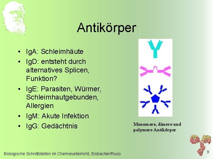 Antikörper • Ig. A: Schleimhäute • Ig. D: entsteht durch alternatives Splicen, Funktion? •