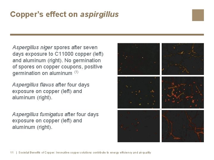 Copper’s effect on aspirgillus Aspergillus niger spores after seven days exposure to C 11000