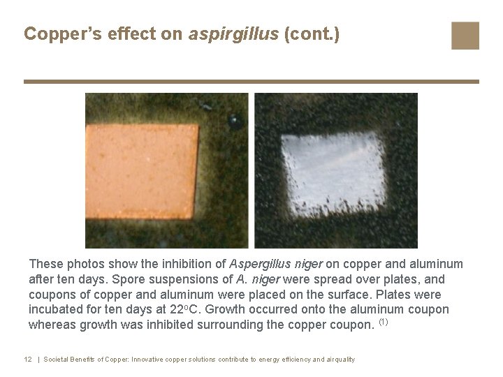 Copper’s effect on aspirgillus (cont. ) These photos show the inhibition of Aspergillus niger