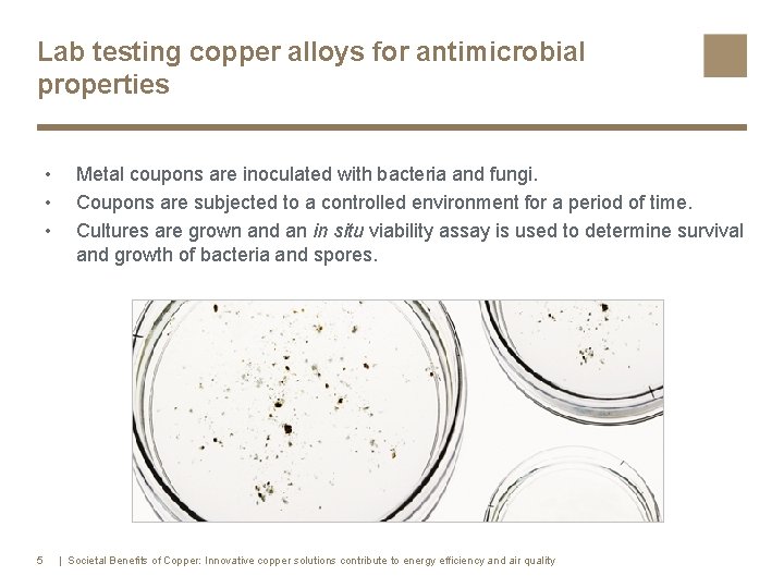 Lab testing copper alloys for antimicrobial properties • • • 5 Metal coupons are