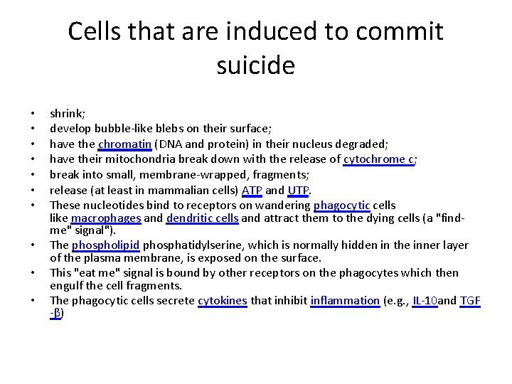 Cells that are induced to commit suicide • • • shrink; develop bubble-like blebs