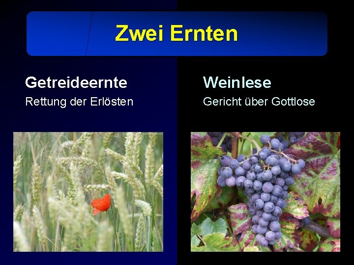 Zwei Ernten Getreideernte Weinlese Rettung der Erlösten Gericht über Gottlose 